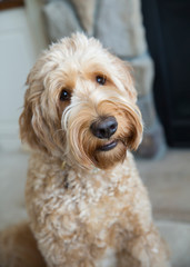 Goldendoodle 