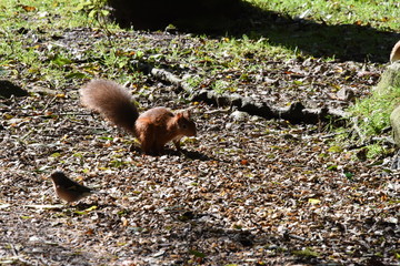red squirrel in the park