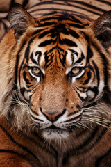 Fototapeta na wymiar Panthera Tigris Sumatrae
