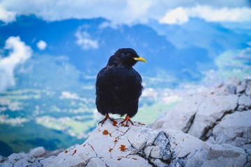 Fototapeta premium Berge, Alpen, Klettern, Österreich, Landschaft, Natur, Naturschutz, Draußen, Gipfel