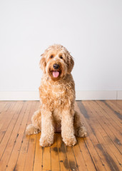 Goldendoodle 