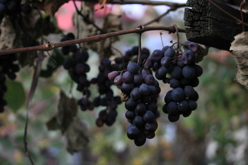 red grapes on the vine