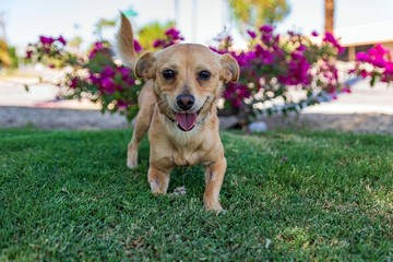 SMILING SMALL DOG IN THE GARDEN