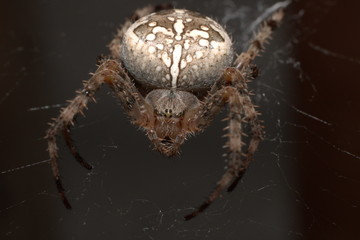 spider in web waits victim
