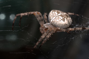 spider in web waits victim