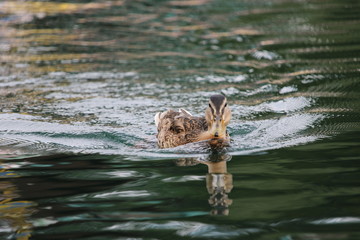 wild duck in the water
