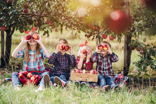 little kids harvest in the apple orchard, they have fun playing and have a good time