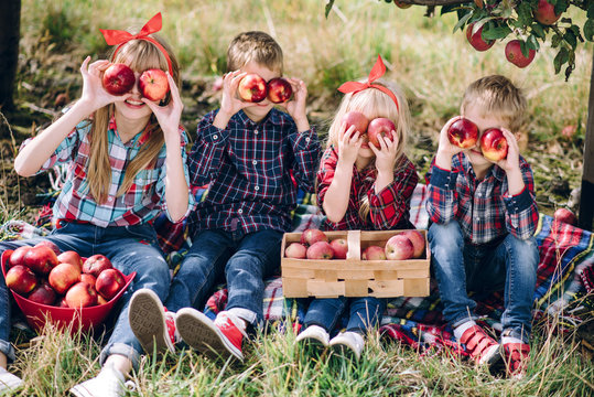 Little Kids Harvest In The Apple Orchard, They Have Fun Playing And Have A Good Time