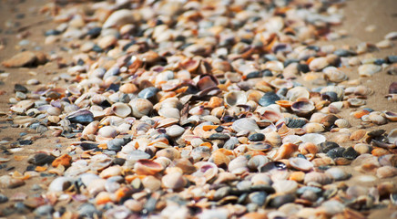 Background of small shells on the sea shore. Various small shell yard texture on the beach.