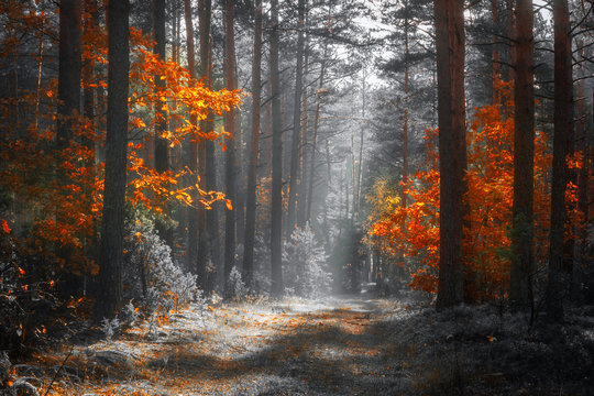 Autumn nature landscape. Colorful forest in sunlight. Scenery fall. Scenic ivid trees in woodland. Fall season.
