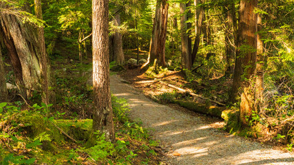 Fototapeta premium SasamatLake Loop Trail Going Through Forested Area