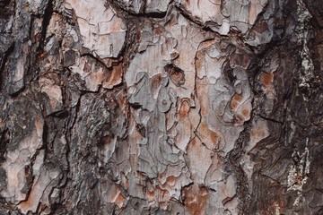 bark of a tree