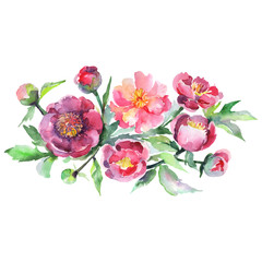 Peony bouquet floral botanical flowers. Watercolor background set. Isolated bouquets illustration element.