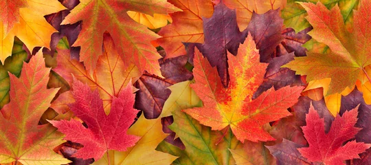 Fotobehang Amazing colorful background of autumn maple tree leaves background close up. Multicolor maple leaves autumn background. High quality resolution picture © macrowildlife
