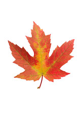 Colorful autumn maple leaf isolated on white background close up