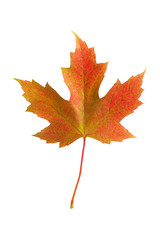 Colorful autumn maple leaf isolated on white background close up