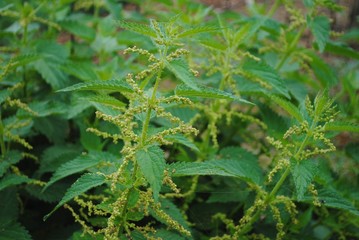 Nettles in the forest. Medicinal plant. Nettles in hand.