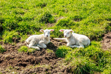 Obraz premium Fauna