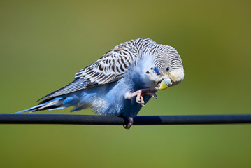 Budgie Bird ( Melopsittacus undulatus ) Sitting On A Wire And Cleaning his Claws