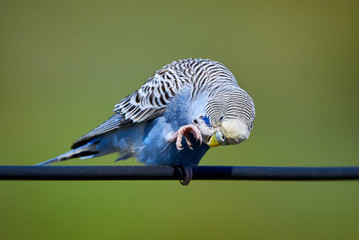 Budgie Bird ( Melopsittacus undulatus ) Sitting On A Wire And Cleaning his Claws