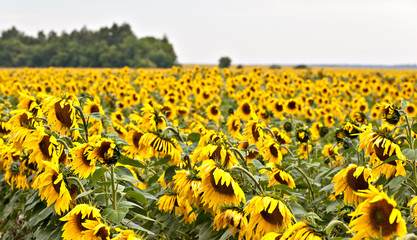 Agricultural field of sunflowers on the edge of the forest
