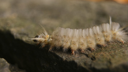 oruga, macro, insecto, peludo , naturaleza , conservación, Biodiversidad , tierra 