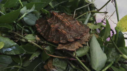 tortuga , especies , tierra, vida, habitat, supervivencia