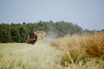 Obraz premium Combine harvesting the rape field