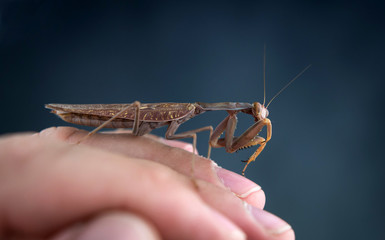 Insect hunter attacks. Mantis is a terrible monster of wildlife.