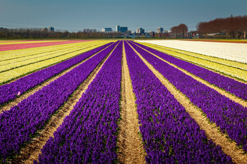 field of tulips in netherlands