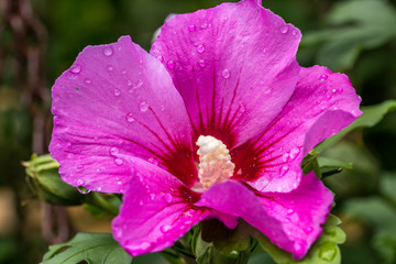 Naklejka premium pink flower