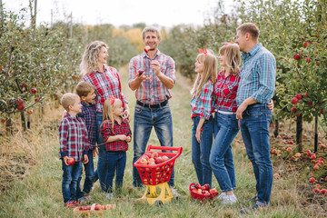 Happy family harvests in a garden outdoor.  Warm autumn day outdoors.  People collect apples in baskets