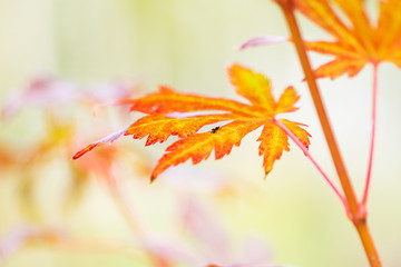 Fototapeta na wymiar Korean maple leaves in autumn colors