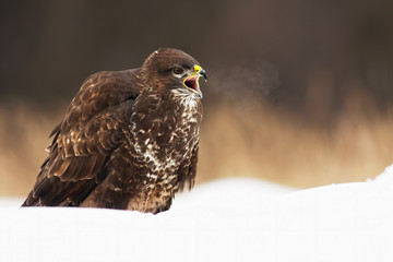 Wild common buzzard, buteo buteo, screeching with beak wide open while sitting on snow in wintertime. Fierce bird predator calling in wilderness. Animal in freezing nature.