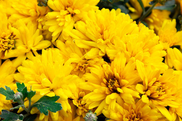 Yellow chrysanthemum flower. Flower in the garden on a sunny summer or spring day. Flower for postcard beauty decoration and agriculture concept design. Beautiful flower in the tropical garden. Colorf