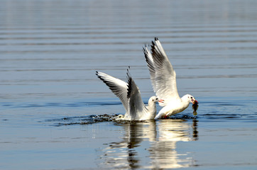 Sea-gull catching fish,photo,nature