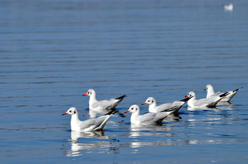 Sea-gulls in a river,photo,nature