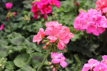 The beautiful landscape found in Pra&ccedil;a da Rep&uacute;blica which is also known as Pra&ccedil;a das Flores is located in the center of Nova Petr&oacute;polis in Serra Ga&uacute;cha.