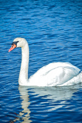 Un cisne nadando por el agua 