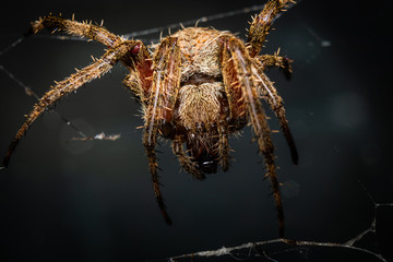 Orb Weaver Spider Up Close