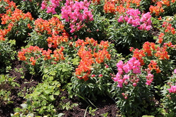 Obraz premium The beautiful landscape found in Praça da República which is also known as Praça das Flores is located in the center of Nova Petrópolis in Serra Gaúcha.