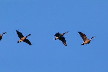Canada Geese in Flight