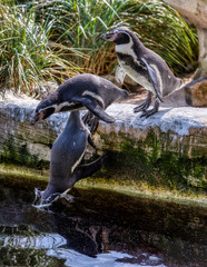 Pinguin springt vom Beckenrand in das Wasser