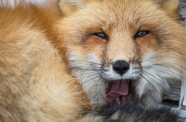 Red fox