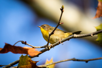 Songbird Common Yellowthroat Warbler