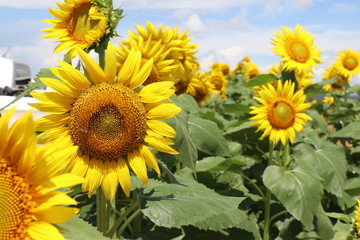 Obraz premium Girasol