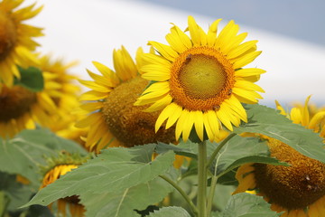 Girasol