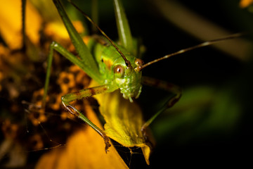 Grasshopper on Flower