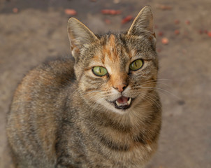 A gray cat with open mouth and green eyes