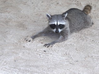 Fototapeta premium Playful Raccoon